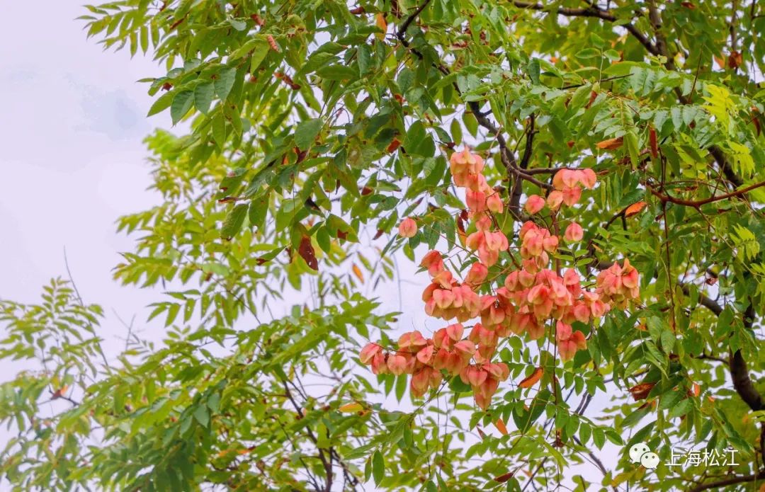 松江这条市级林荫道上,栾树正绚烂
