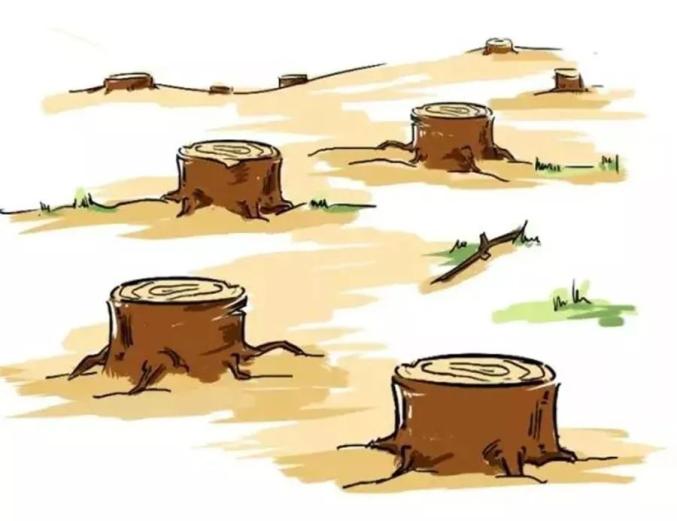 以案说法滥伐火烧木一男子被判处刑罚