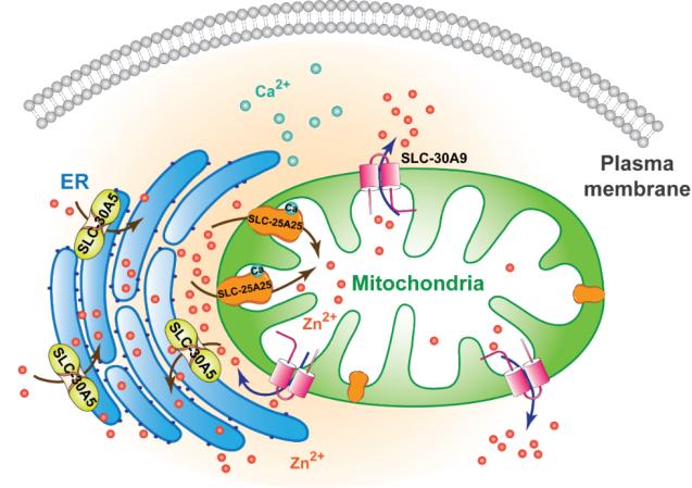 学术前沿专家点评proteincell杨崇林课题组揭示线粒体锌离子转运蛋白