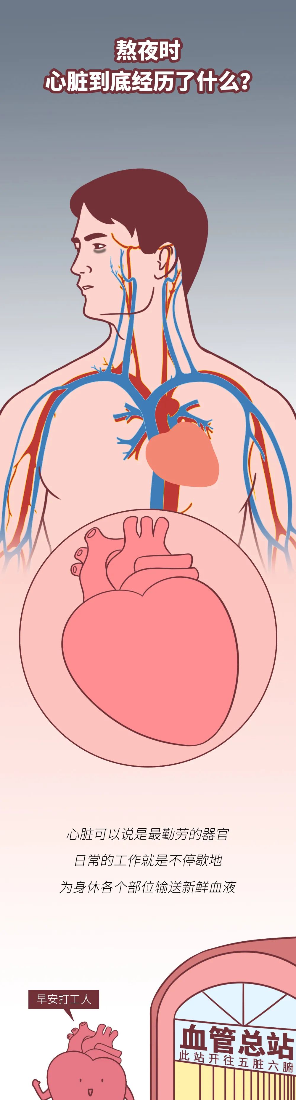 熬夜时为什么心脏会咯噔一下