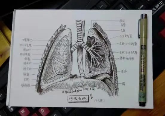 切肺之前我拿出当年临摹的解剖图学习了一下