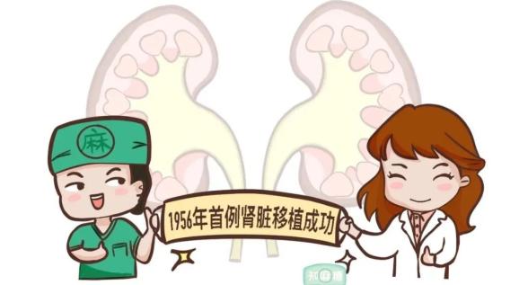 移植了猪的肾脏我们会不会变成猪