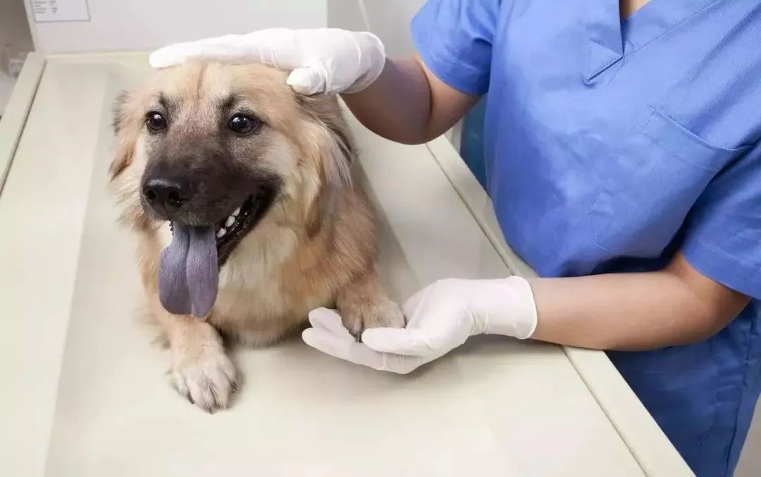 科普秋游外出当心蜱虫叮上你