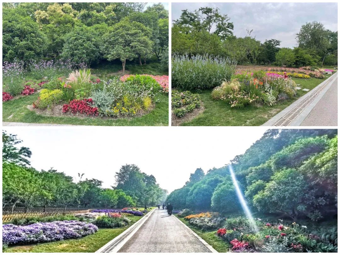 上海植物園主遊線景觀提升為你奉上不一樣的對稱美