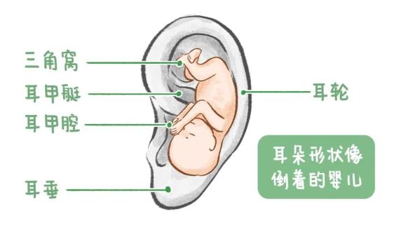 耳朵形狀神似倒著的嬰兒在中醫耳診學中甚至肺和消化疾病婦科疾病它