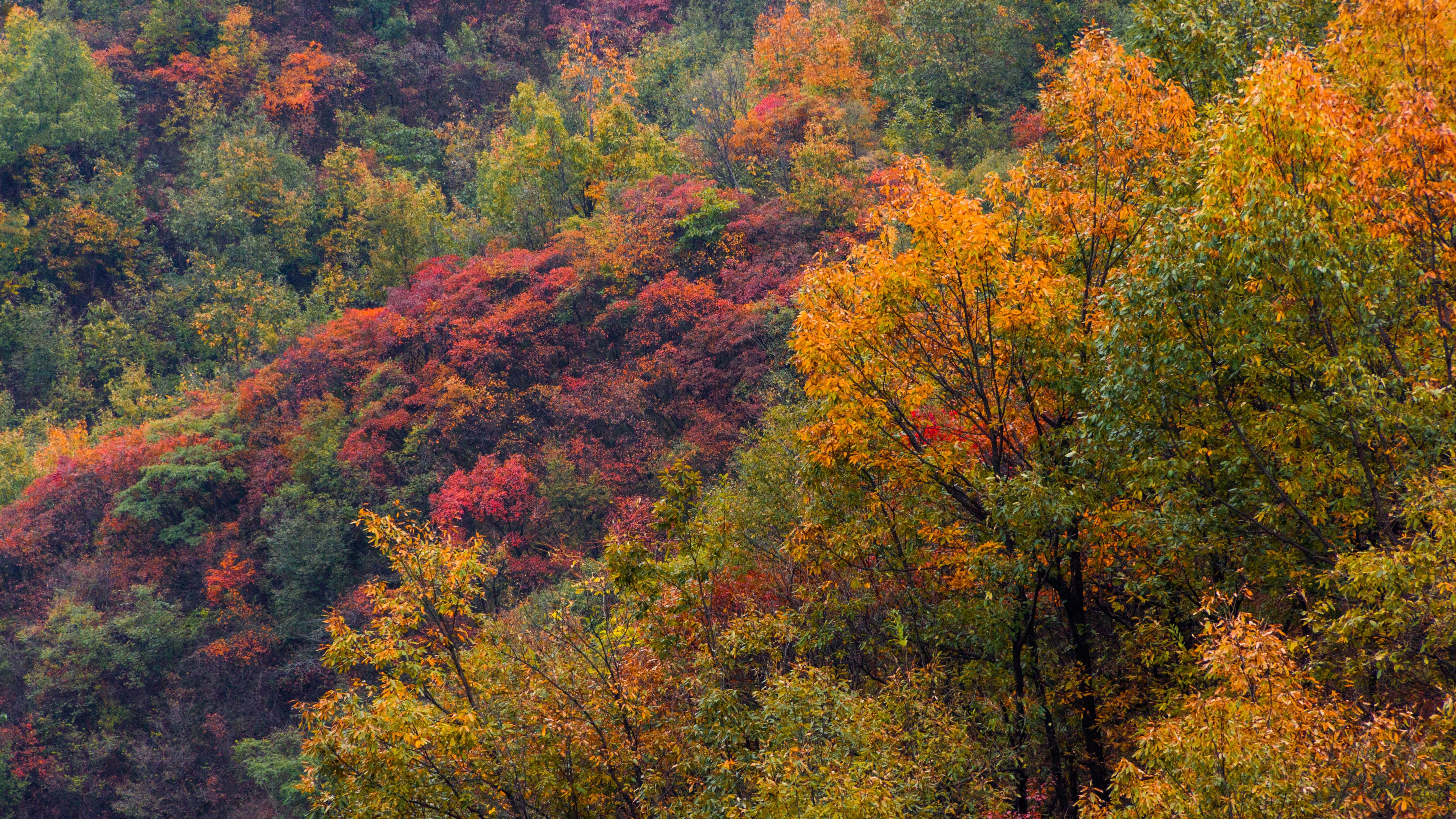 河南鲁山天龙池迎来最佳观赏季，“缤纷秋色”美如画
