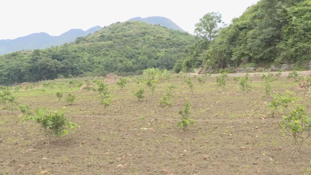 调研组一行深入普利乡长冲村,花江镇高寨村,坪寨村实地调研,通过听取