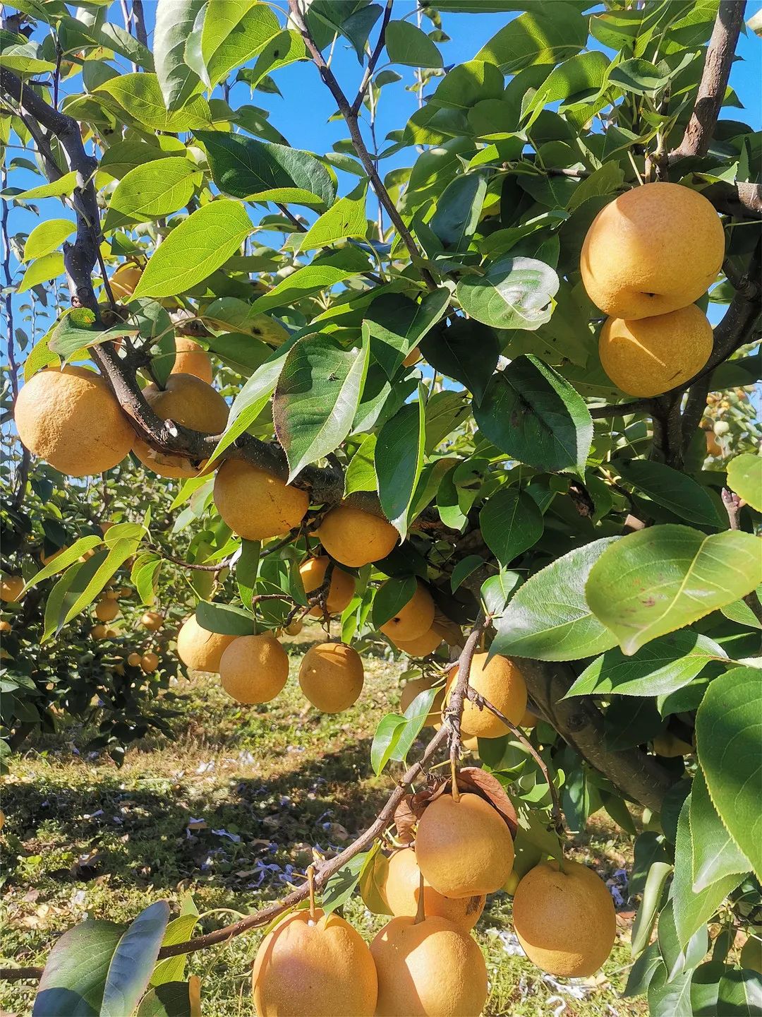 丽江水果不止有华坪芒果,永胜柑桔,宁蒗苹果,还有你不知道的这些