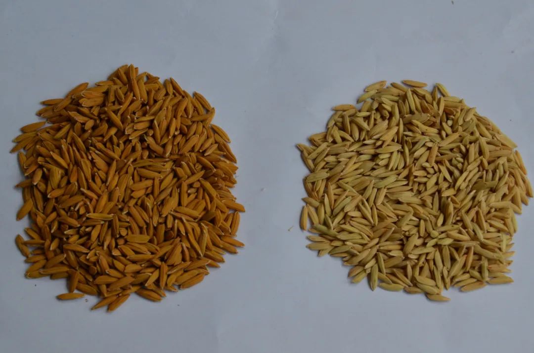 希望航天诱变让其品质更好进入太空的水稻种子是如何脱颖而出的?