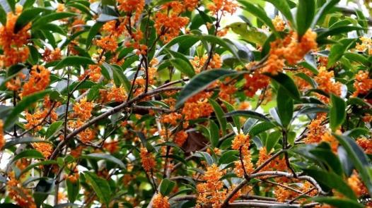 4米高桂花树价格
