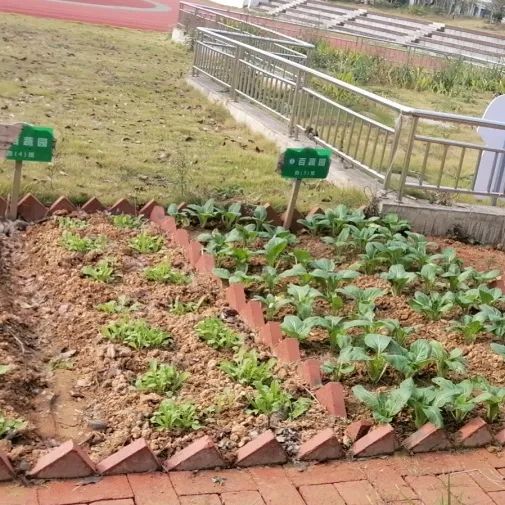 她力量一米菜園成學生樂園