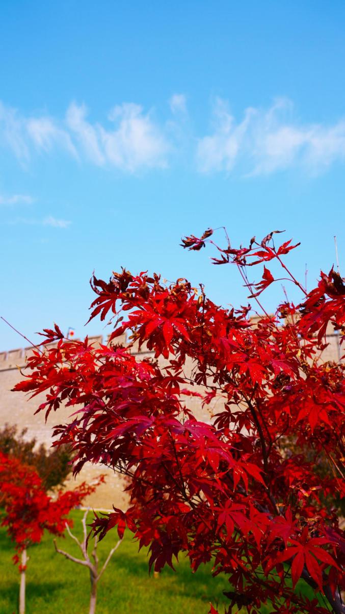 美古城正定飘飘红叶醉了清秋