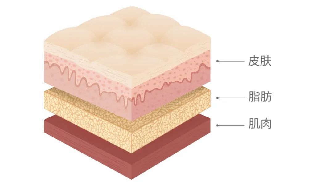 人体全身皮肤的皮下脂肪不同