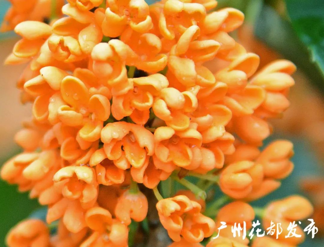 花园内百余亩的桂花正陆续绽放桂花种植场位于花都区梯面镇横坑村大王