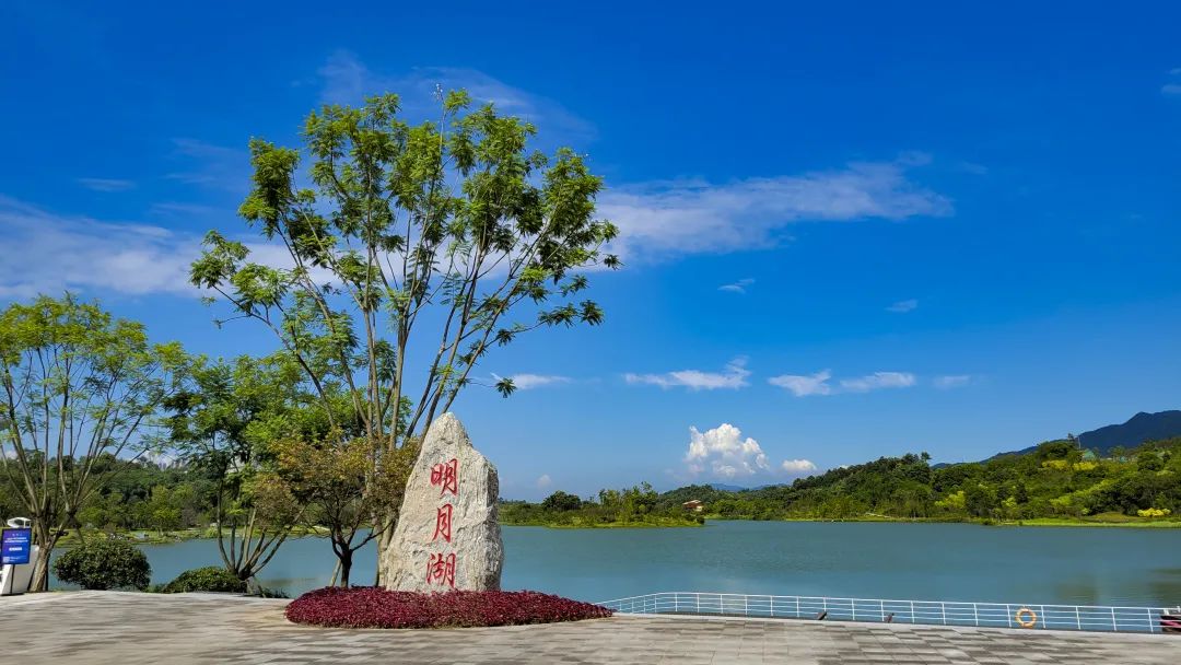 此时去游湖那一片黄绿相间的风景衬托出明月湖的美轮美奂沿着环湖步道