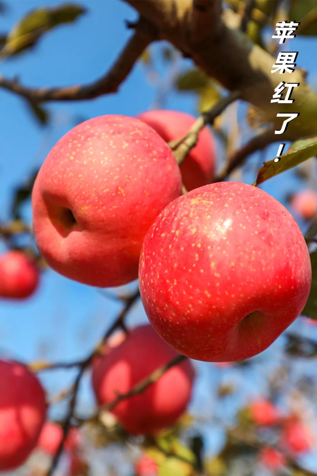 苹果红了我在威海等你