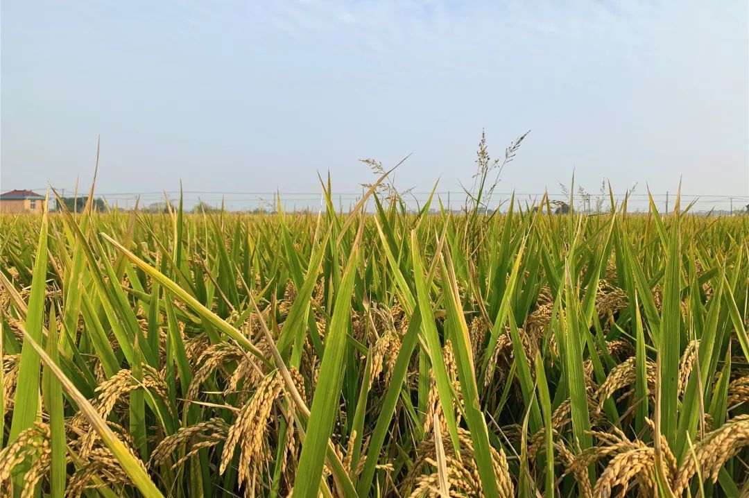 左右滑动查看更多↓↓↓如今,禾苗已经成熟,长成了颗颗饱满的水稻!