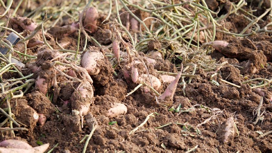 目前,磁县种植红薯面积达3万多亩,使用脱毒红薯苗占到95%以上,亩产量