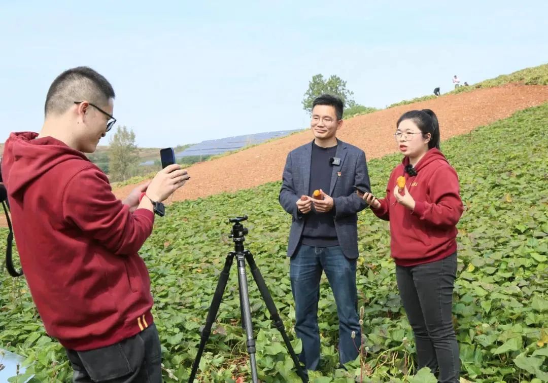 方传玺通过网络平台为红薯销售代言 康红军 摄汝阳县是全国红薯生产大