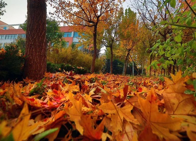 秋天校园的景象图片