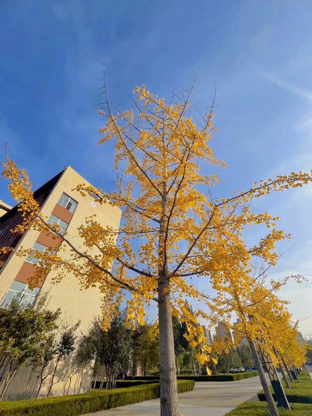 校园秋景大片来袭您最爱哪一张