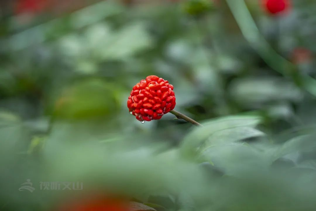三七籽红迎节日11月的文山在等你