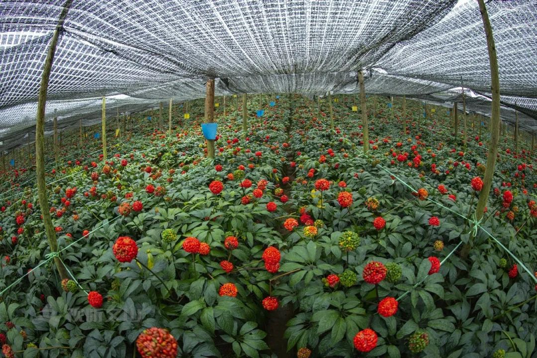 三七籽红迎节日 11月的文山在等你