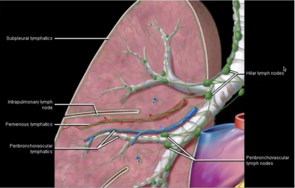 故肺纹理在ct上又描述为支气管血管束