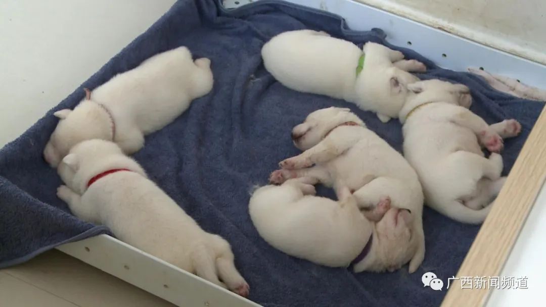 这些狼宝宝长什么样?