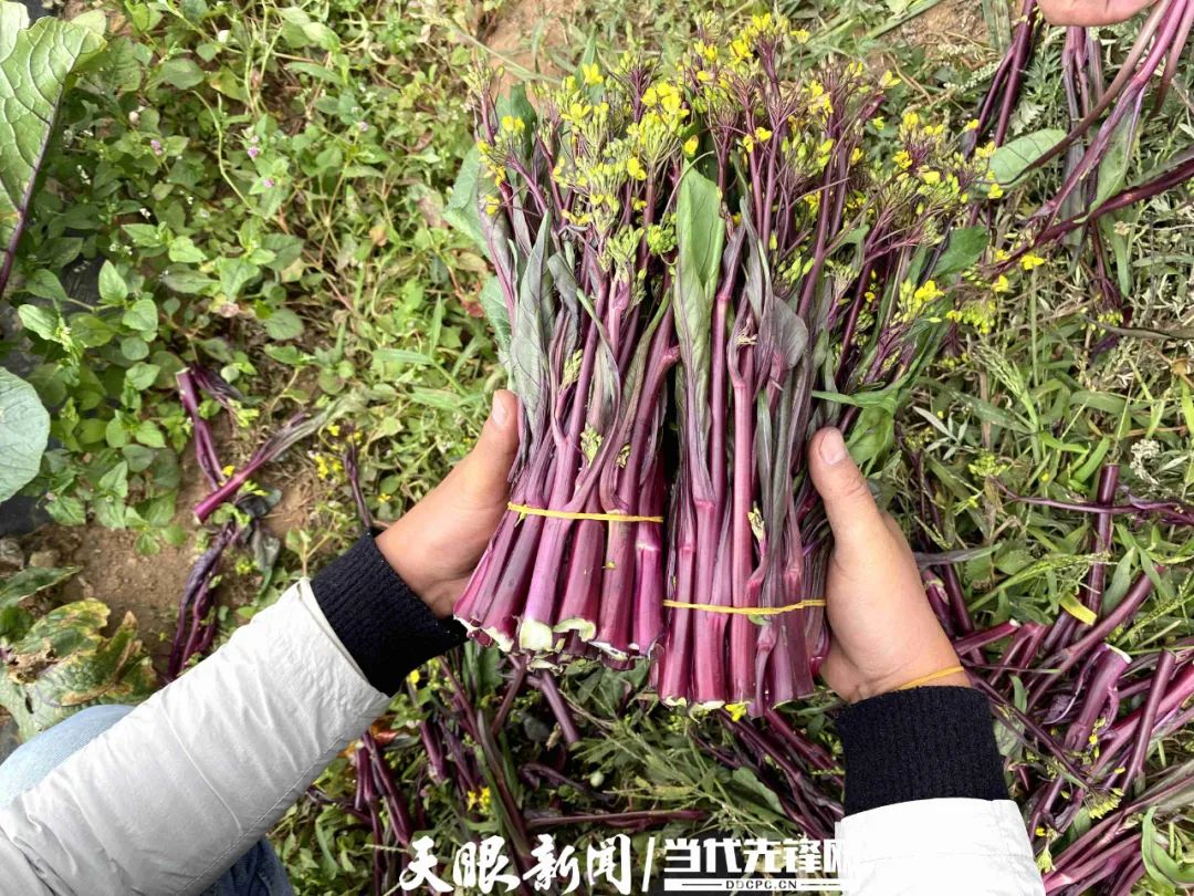 威宁华丰村种下红菜苔日子更红火