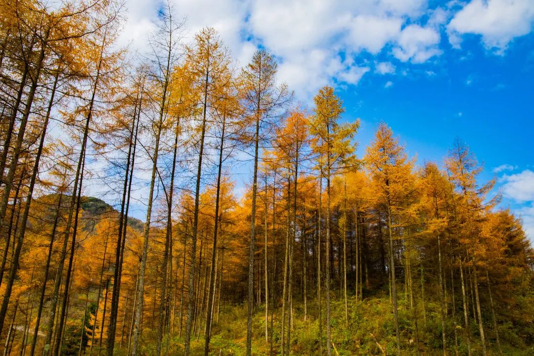 11月看湖北秋景如画