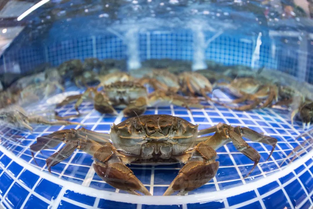 小小螃蟹带动20亿元大产业它与气象关系那么大