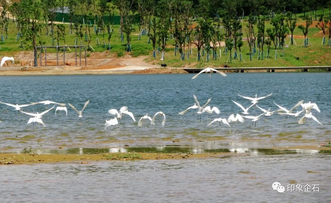 白鹭满天飞东江斜阳美景都在东莞这个宝藏小镇