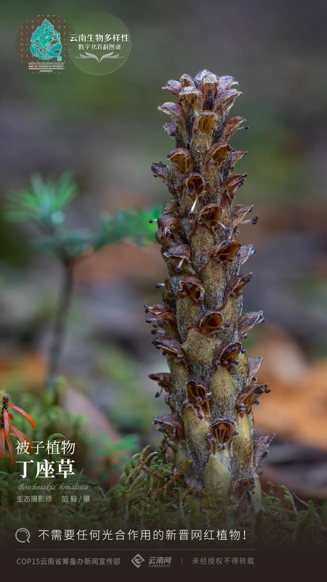 【云南生物多样性数字化百科图谱】被子植物·丁座草:不需要任何光合