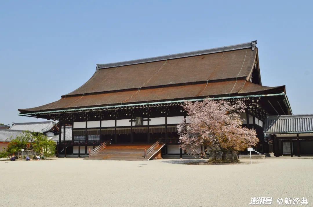 要说日本最有名的樱树,应该是京都皇宫紫宸殿前栽种的左近之樱