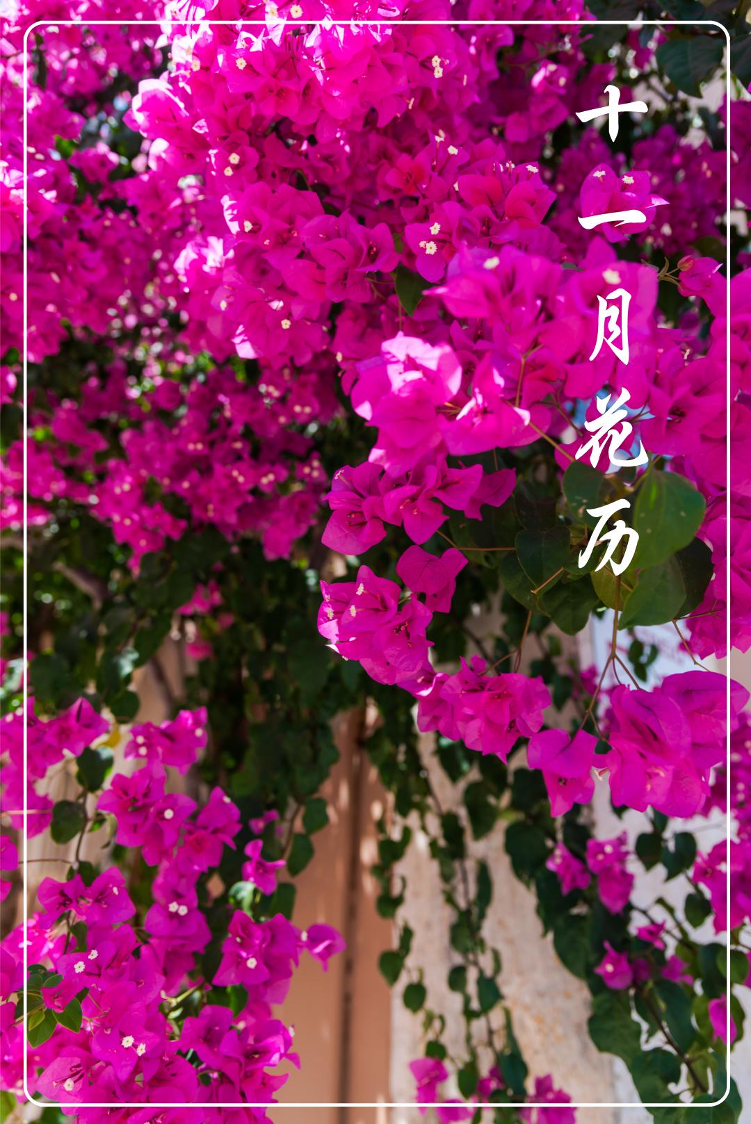 十一月花历 | 含蕊红三叶 临风艳一城_澎湃号·媒体_澎湃新闻-the