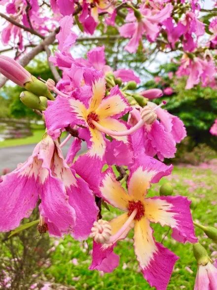 十一月花历含蕊红三叶临风艳一城