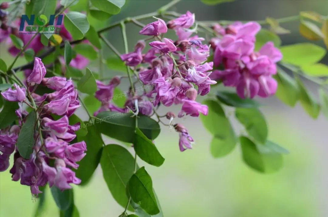 狮山兰芷知多少戳这里揭晓