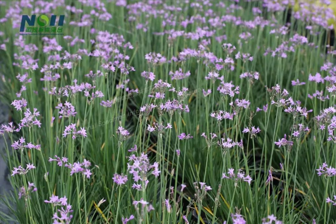 狮山兰芷知多少戳这里揭晓