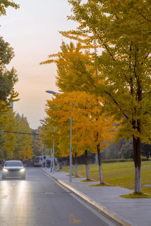 上中国科大秋日色香味大赏
