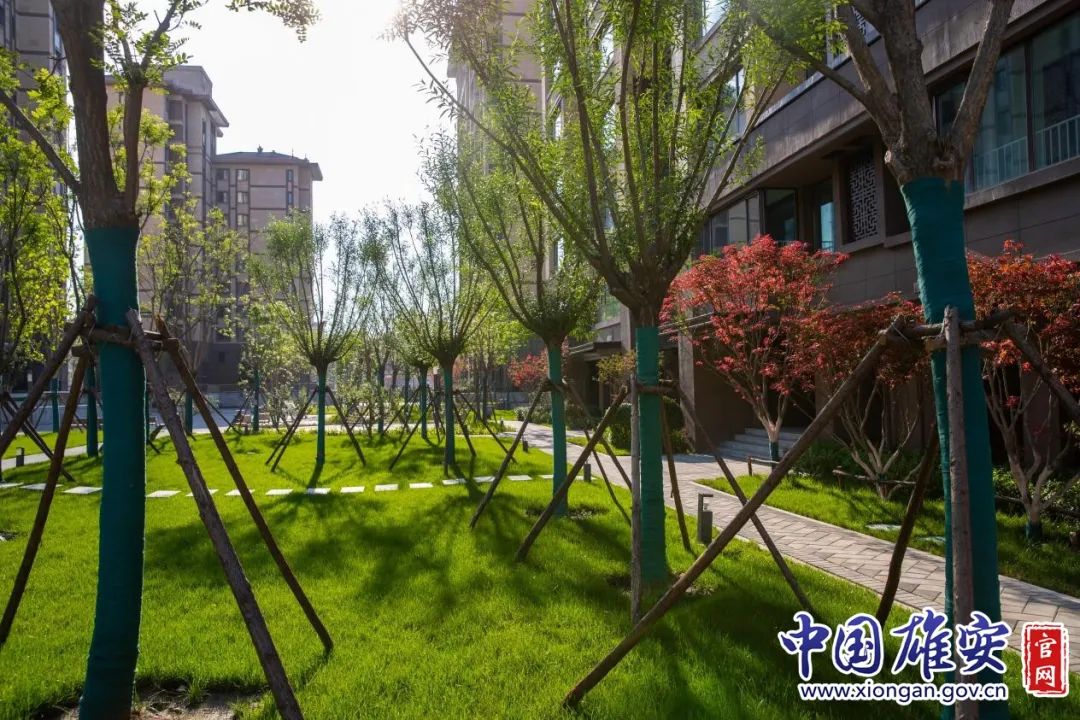 有面子有里子视频高清大图带你看容东安置房