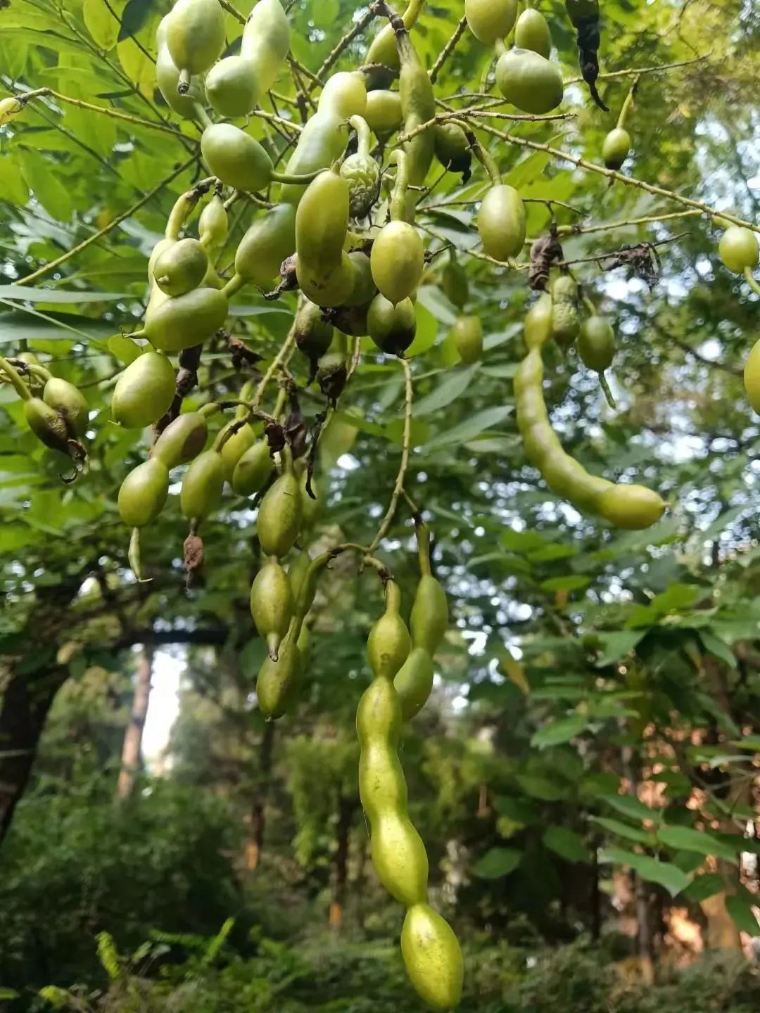 今天,你领到北林的秋果了吗?