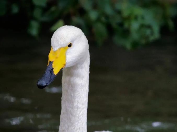 短短两个月上海动物园这只公天鹅出轨了新欢竟跨越种族