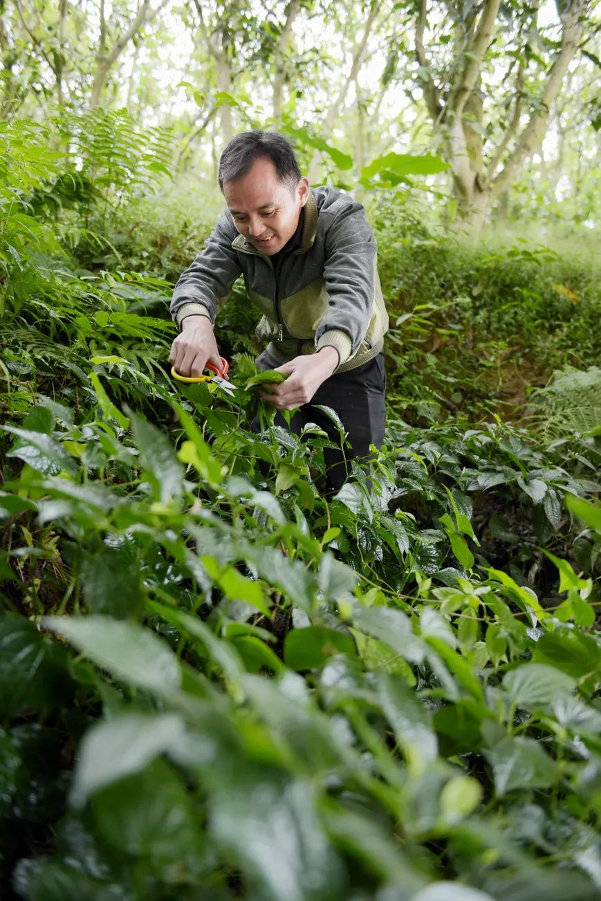 玉城特搜 香气迷人 这道野菜美食 你吃过吗