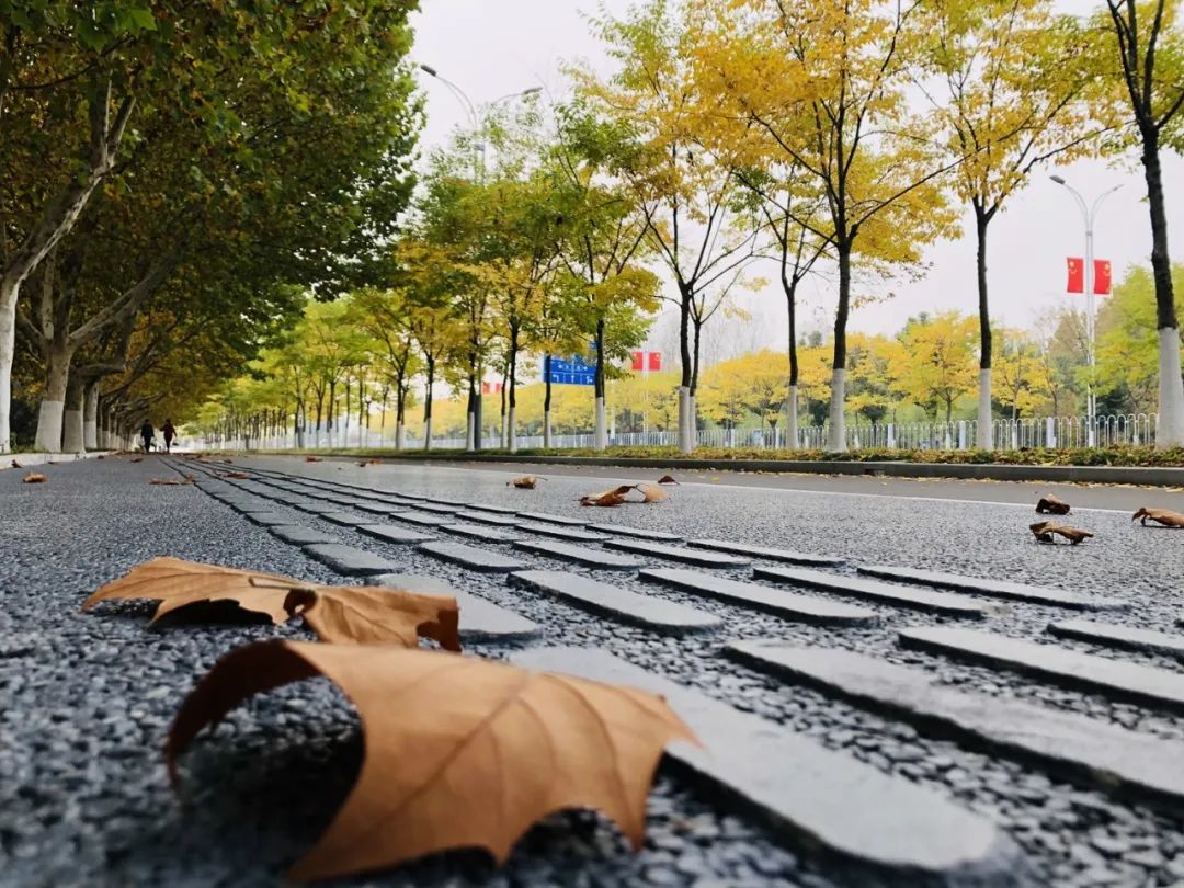 美爆!邳州这几条"网红大道"火了