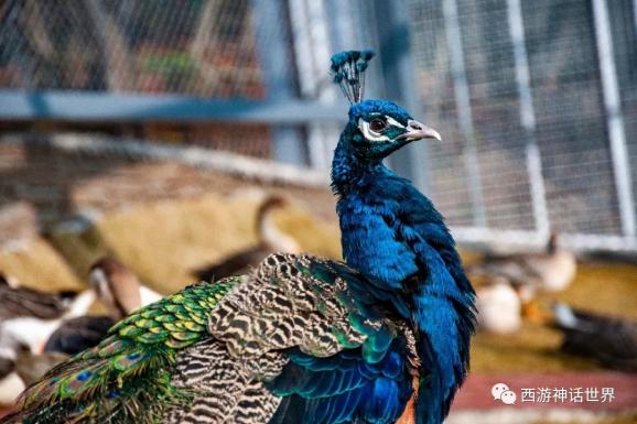 它們的存在讓西遊記公園變成了一座神奇動物城