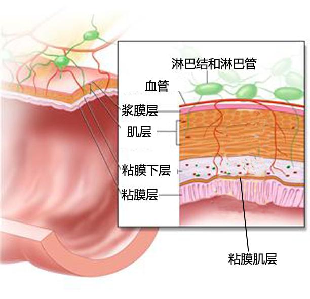 大肠由里向外依次为粘膜层,粘膜下层,固有肌层及浆膜层