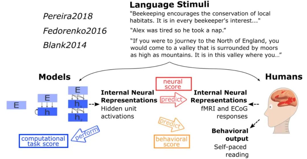 方向对了？MIT新研究：GPT 3和人类大脑处理语言的方式惊人相似 AI 人工智能 业界 第6张