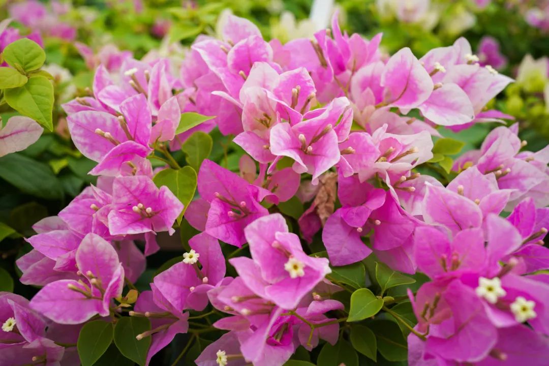 靓爆镜里水生态小岛隐藏了一个60亩三角梅秘密花园浪漫唯美