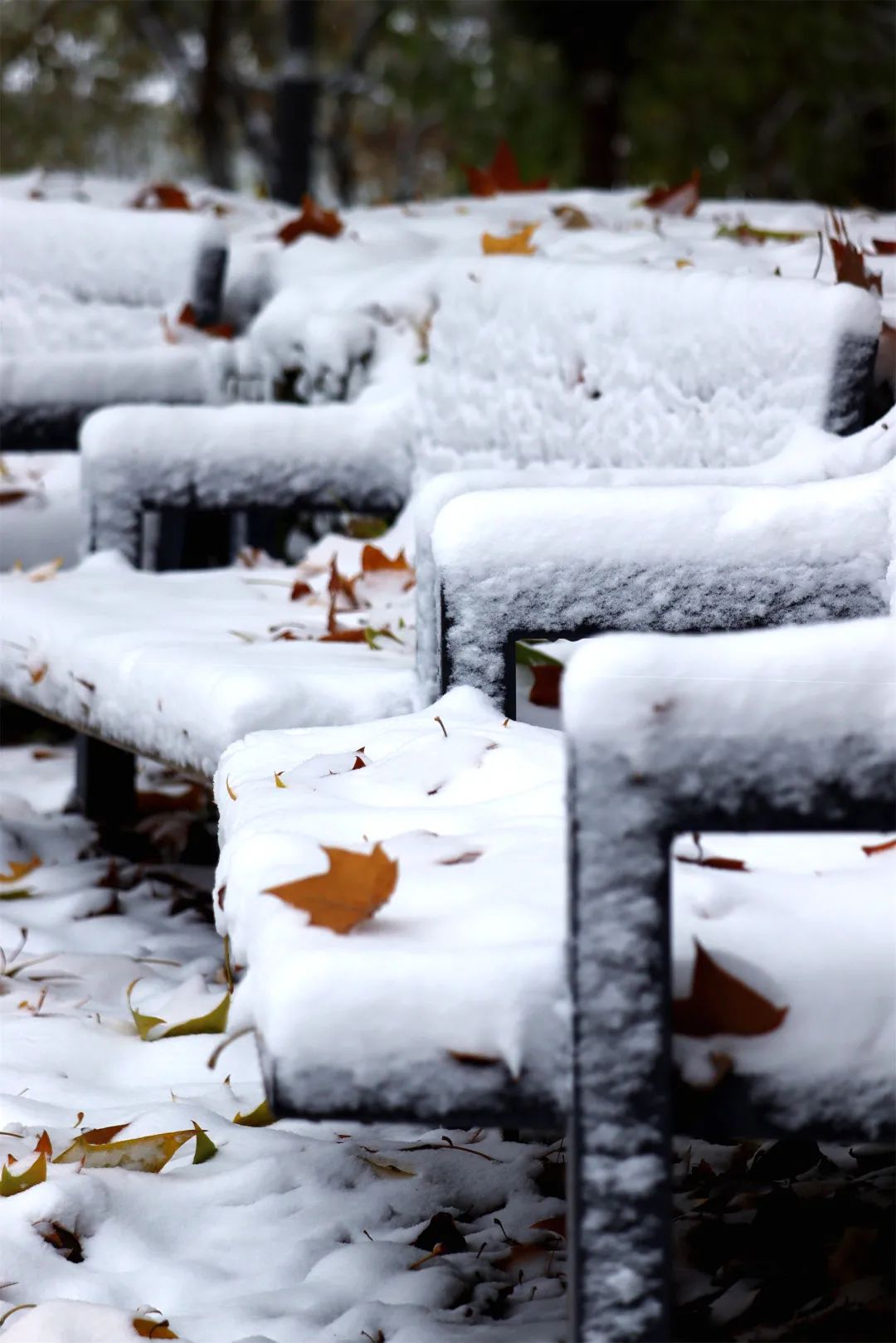 今日立冬北林初雪和冬天一起来了